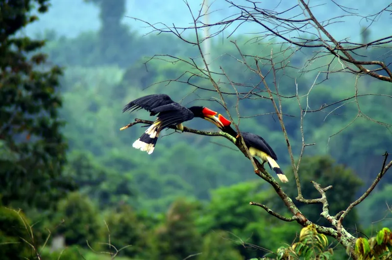 Hornbills
