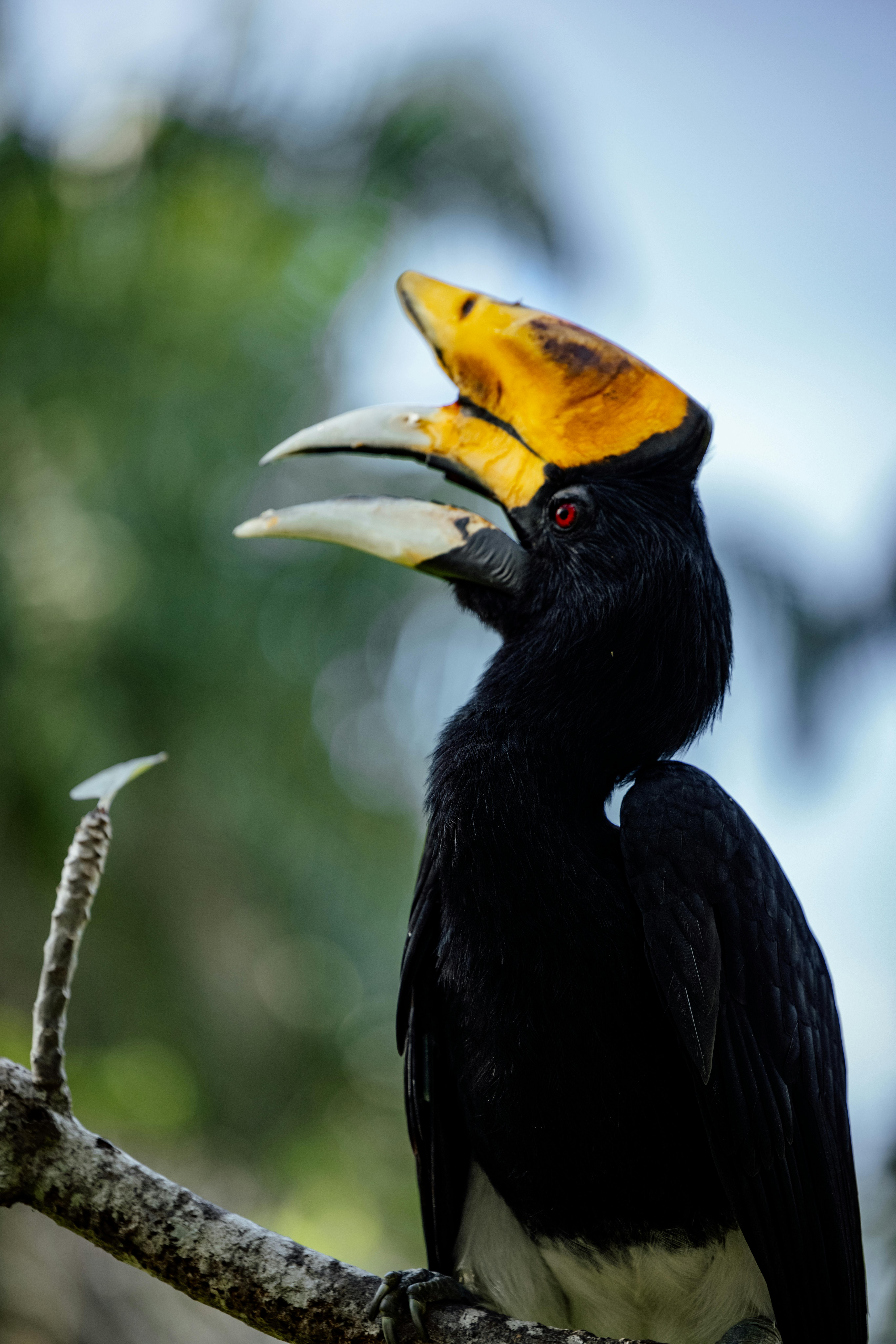 Hornbill