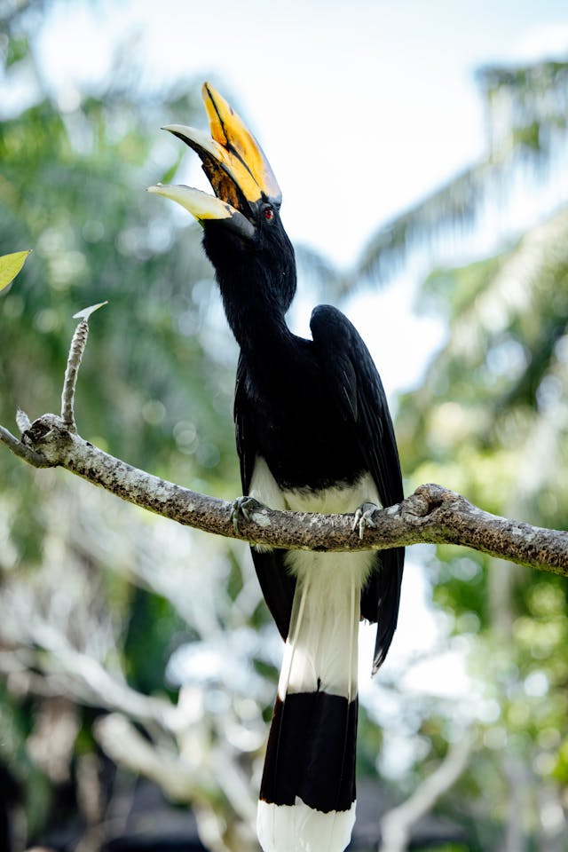 hornbill